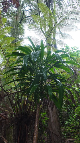 Cordyline rubra (Red-fruited palm lily) — photo