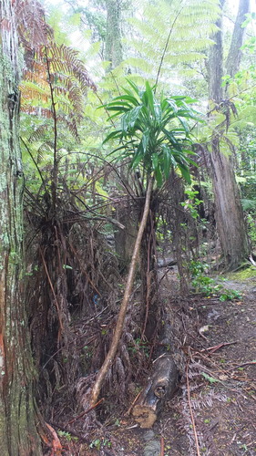 Cordyline rubra (Red-fruited palm lily) — photo
