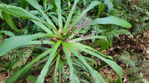 Cordyline stricta (Narrow-leaved palm lily) — photo