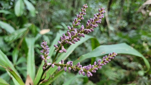 Cordyline stricta (Narrow-leaved palm lily) — photo
