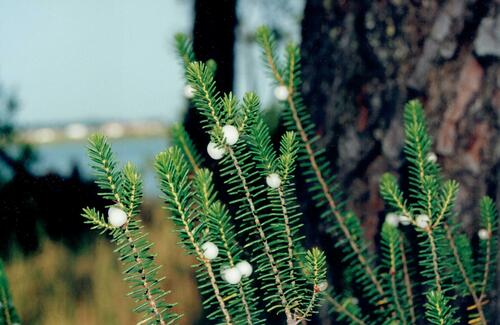 Corema album (Portuguese crowberry) — photo