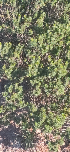 Corema album (Portuguese crowberry) — photo