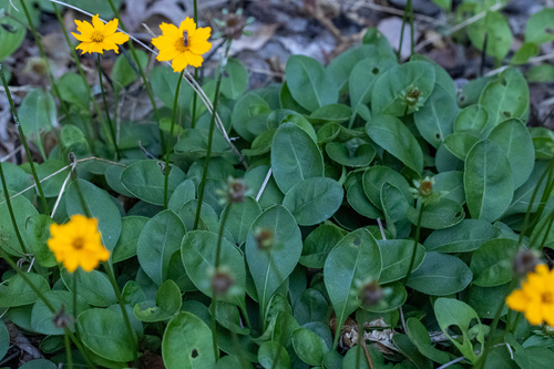 Coreopsis auriculata (Mouse ear coreopsis) — photo
