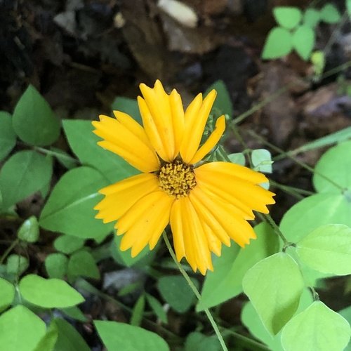 Coreopsis auriculata (Mouse ear coreopsis) — photo
