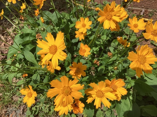 Coreopsis auriculata