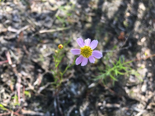 Coreopsis rosea — photo