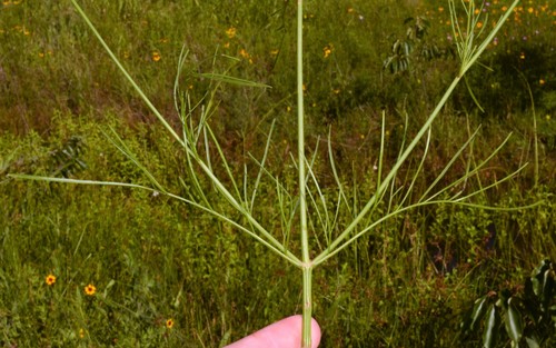 Coreopsis tinctoria (Cress-leaved tickseed) — photo
