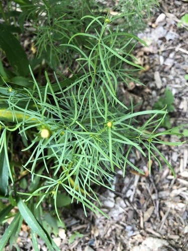 Coreopsis verticillata — photo
