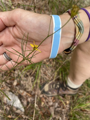 Coreopsis verticillata — photo