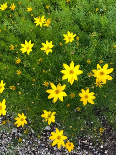 Coreopsis verticillata