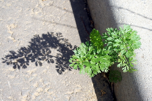 Coriandrum sativum (Coriander) — photo