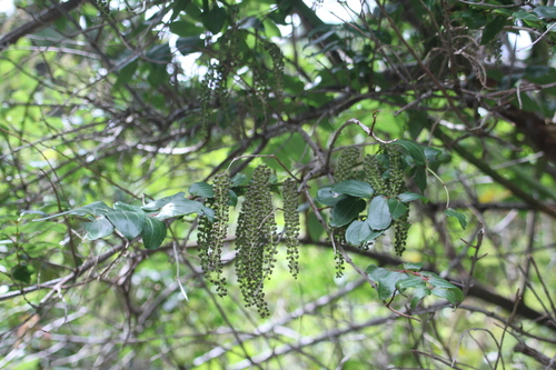 Coriaria arborea (Tutu) — photo