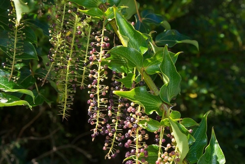 Coriaria arborea