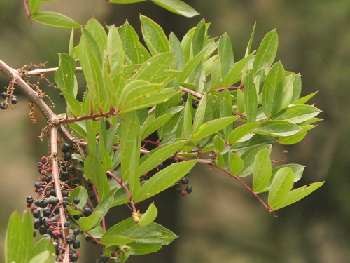 Coriaria nepalensis (Tanner's tree) — photo