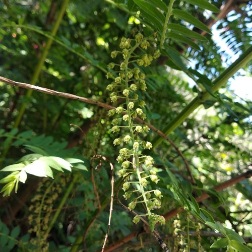 Coriaria ruscifolia (Tutu) — photo