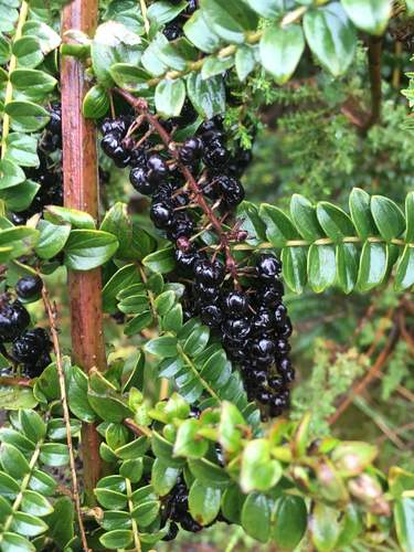 Coriaria ruscifolia