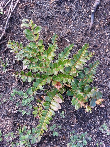 Coriaria sarmentosa (Tutu) — photo