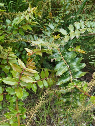 Coriaria sarmentosa