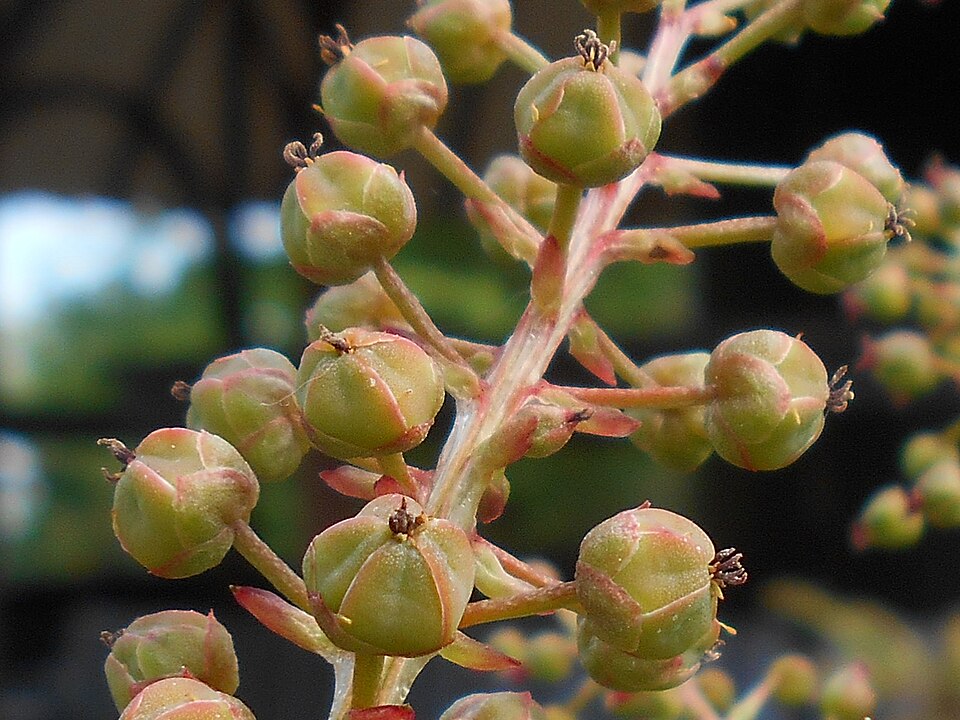 Coriaria sinica — photo