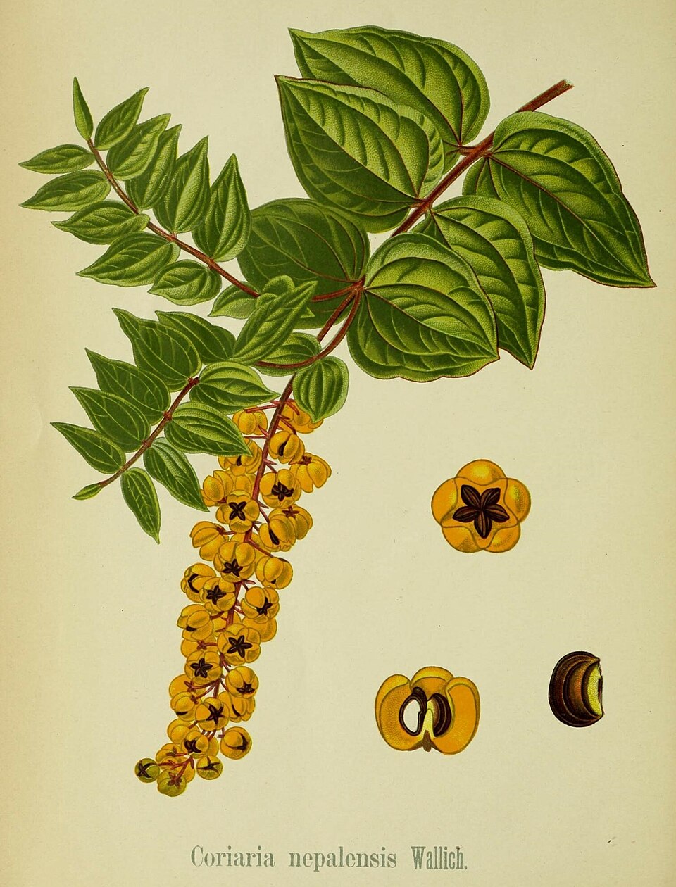 Coriaria sinica