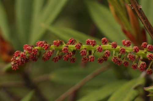 Coriaria terminalis — photo