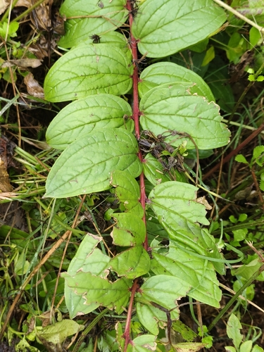 Coriaria terminalis — photo