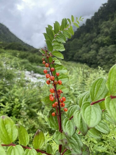 Coriaria terminalis