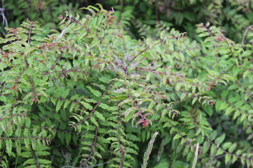 Coriaria thymifolia (Pinan) — photo
