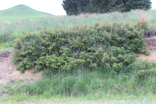 Coriaria thymifolia (Pinan) — photo