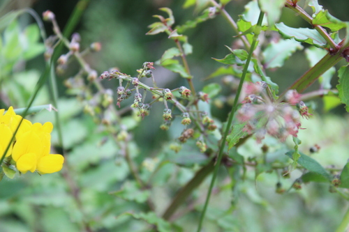 Coriaria thymifolia