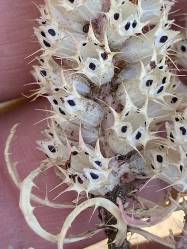 Coris monspeliensis — photo