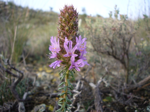 Coris monspeliensis