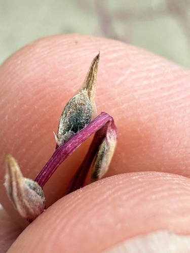 Corispermum declinatum — photo