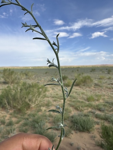 Corispermum mongolicum — photo