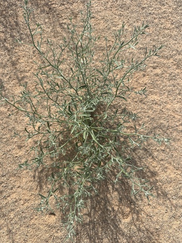 Corispermum mongolicum — photo