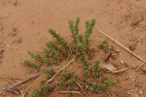 Corispermum mongolicum