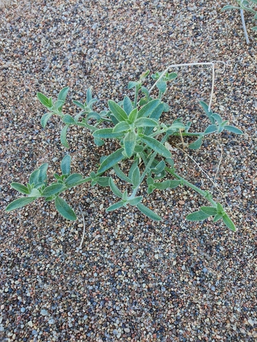 Corispermum squarrosum — photo