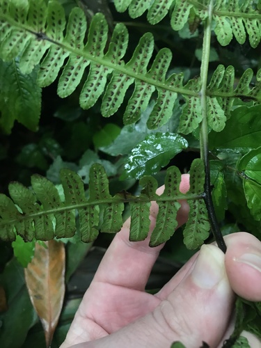Cornopteris decurrentialata — photo