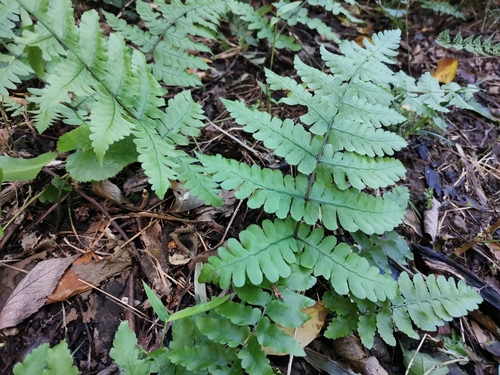 Cornopteris decurrentialata