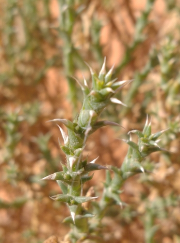 Cornulaca monacantha — photo