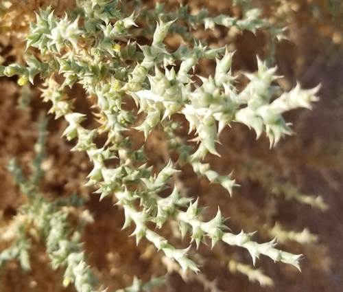 Cornulaca monacantha