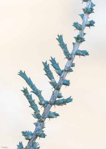 Cornulaca monacantha — photo