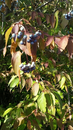 Cornus amomum (Silk dogwood) — photo