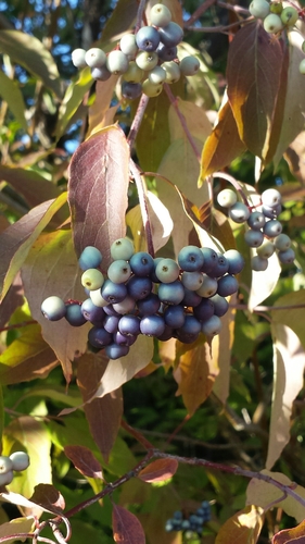 Cornus amomum (Silk dogwood) — photo
