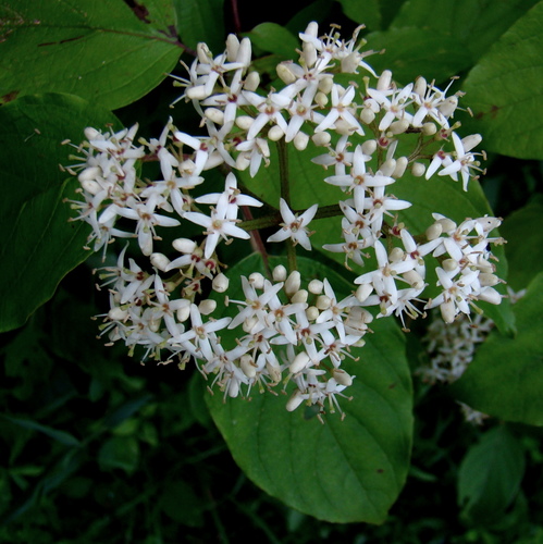 Cornus amomum
