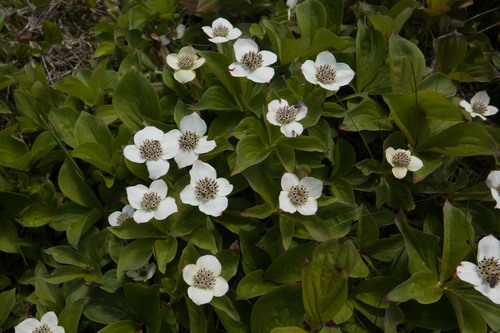 Cornus canadensis (Bunchberry) — photo