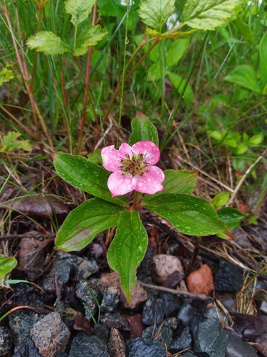 Cornus canadensis x suecica — photo