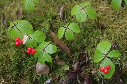 Cornus canadensis x suecica — photo