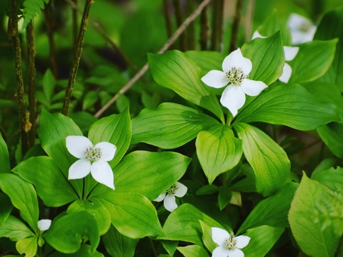 Cornus canadensis x suecica