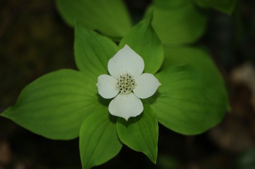 Cornus canadensis